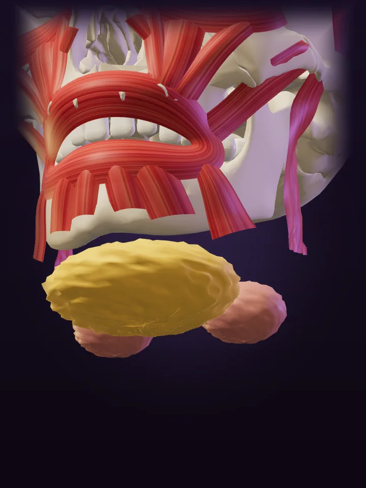 Ilustração 3D: Papada × glândula submandibular